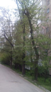 В городке Строителей находятся несколько аварийных деревьев, - читатель <i>(фото)</i>
