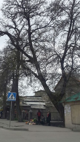 Дерево, расположенное в районе Киркомстрома, снесено