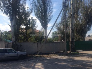 «Зеленстрой» Бишкека снесет 2 тополя на Куренкеева-Кулиева