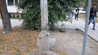 Аварийный столб на перекрестке Фрунзе-Исанова до сих пор не реконструирован, - читатель <i>(фото)</i>