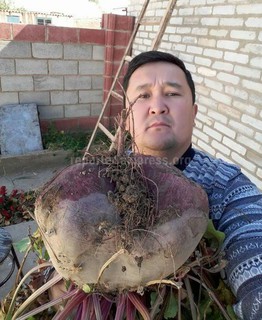 Фото — Житель Ак-Талинского района вырастил у себя в огороде семикилограммовую свеклу