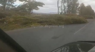 Ветер повалил деревья на проезжую часть автодороги Балыкчы—Чолпон-Ата <i>(видео)</i>