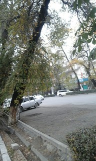 На перекрестке Московской-Уметалиева в Бишкеке дерево сильно накренилось над дорогой (фото)