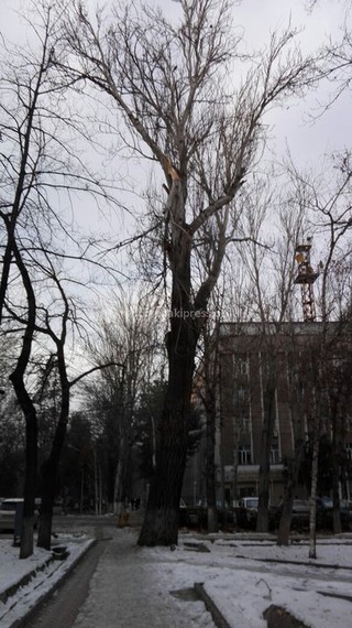 Бишкекчане просят спилить сломанные ветки, нависшие над тротуарами (фото, видео)