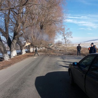 Часть дерева рухнула на дорогу в селе Оргочор на Иссык-Куле и затруднила движение <i>(фото)</i>