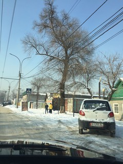 Когда спилят помеченное крестом дерево на пересечении улиц Дэн Сяопина и Месароша в Бишкеке? (фото)