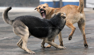 Житель мкр Кок-Арт города Жалал-Абад просит отстрелить бродячих собак, которые бросаются на людей