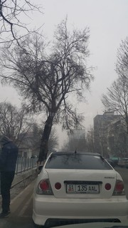 Бишкекчанин просит убрать сломавшиеся большие ветки дерева возле СШ №5 по ул.Токтогула (фото)
