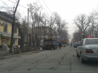 Сколько в прошлом году спилили деревьев по Бишкеку и кому переданы дрова? - читатель (фото)