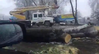 На ул.Кольбаева в Бишкеке идет вырубка деревьев в рамках реконструкции дороги <i>(видео)</i>