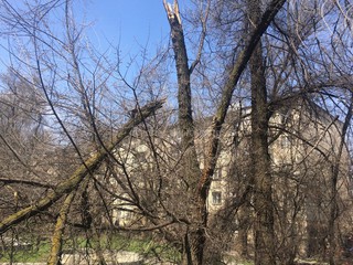Жители 8 мкр просят спилить сломанные ветки и сделать санитарную обрезку деревьев