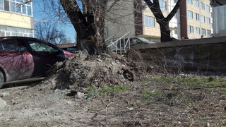 Жители дома по ул.Салиева просят спилить дерево, которое представляет угрозу жизни людей
