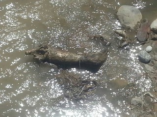 В реке Майлуу-Суу обнаружена человеческая нога <b><i>(фото)</i></b>