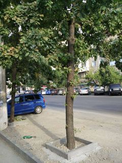 Читатель просит решить вопрос подачи воды к деревьям на ул.Киевской в Бишкеке (фото)