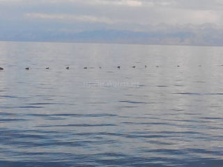 В озере Иссык-Куль недалеко от пляжа пансионата «Чайка» установлены рыболовные сети, - читатель (фото)