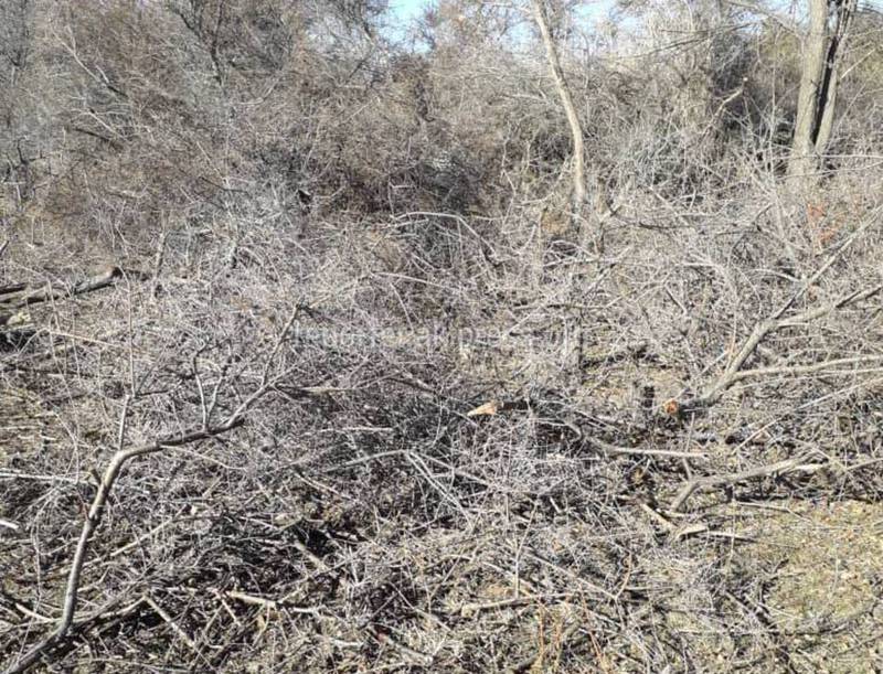 В селе Маяк вырубают деревья вдоль побережья озера Иссык-Куль, - житель (фото)