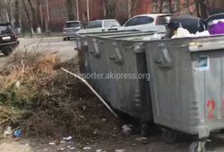 Жители Бишкека просят передвинуть мусорные баки на ул.Чуйкова <i>(видео)</i>