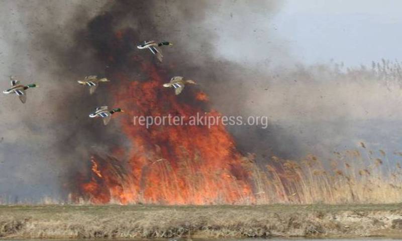 В Озерном во время горения камышей птицы и дикие животные не пострадали, – ГАООСиЛХ