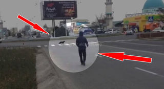 В районе ботсада собака переходит дорогу по «зебре», а парень — по трассе <i>(видео)</i>