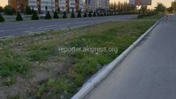 Бишкекчанин интересуется, когда завершат посадку деревьев на Южной магистрали?