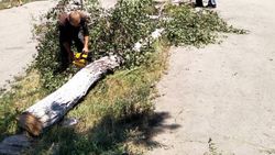 В селе Кызыл-Суу Иссык-Кульской области вырубают здоровые деревья (фото)