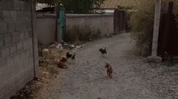 В Бишкеке на ул. Шуштобе рядом с домами №30 и №40 много бездомных собак (видео)