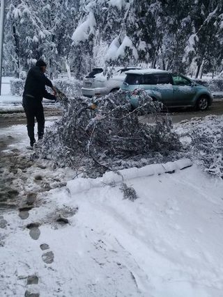 «Зеленстрой» убрал упавшее дерево на бульваре Эркиндик <i>(фото)</i>