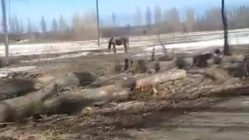 В селе Ананьево массово вырубаются деревья вдоль дороги. Видео
