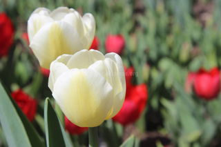 В Бишкеке раскрылись тюльпаны <i>(фото)</i>