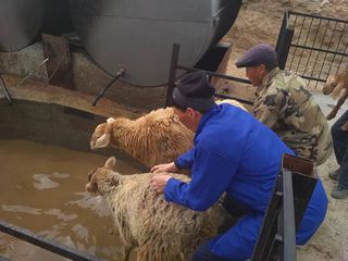 В Тонском районе прошел «банный день» для овец <i>(фото)</i>