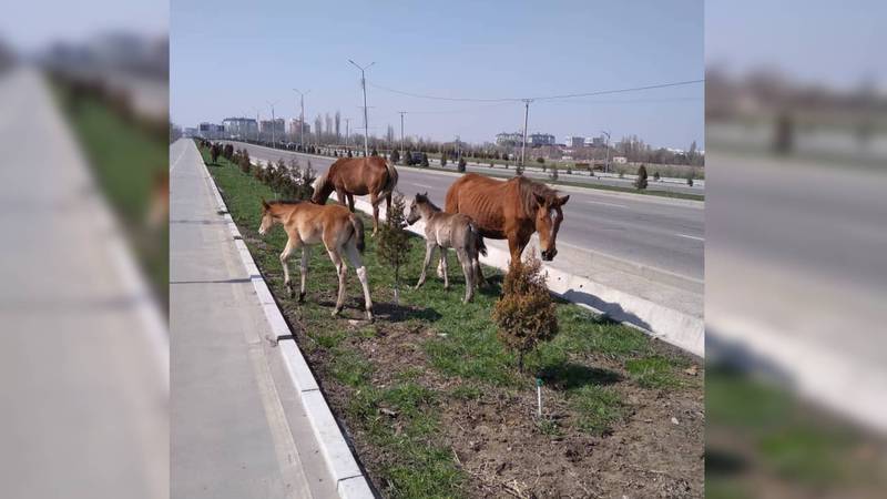 На Южной магистрали табун лошадей портит газон. Видео