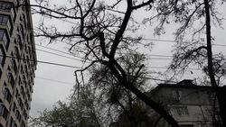 В 3 мкр упавшее дерево висит на электропроводах, - местный житель. Фото