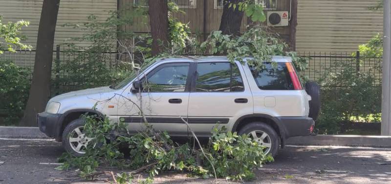 На ул.Московской ветка дерева упала на машину. Фото очевидца