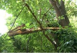 Засохшие деревья и падающие ветки угрожают безопасности прохожих на бульваре Эркиндик, - читатель