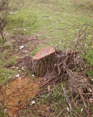 На лесопосадке по пр. Мира вырубаются деревья, - читатель <b>(фото)</b>