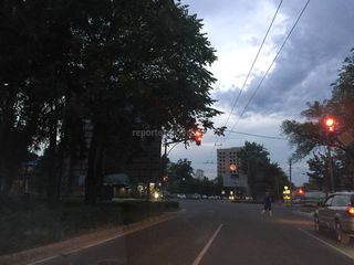 Бишкекчанин просит подпилить ветки деревьев, которые закрывают светофор на Жибек Жолу — Тоголок Молдо (фото)