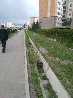 Бишкекчанин просит полить саженцы на участке ул.Тыналиева
