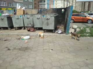 Житель столицы обеспокоен сансостоянием мусорной площадки на Тыналиева-Масалиева (фото, видео)