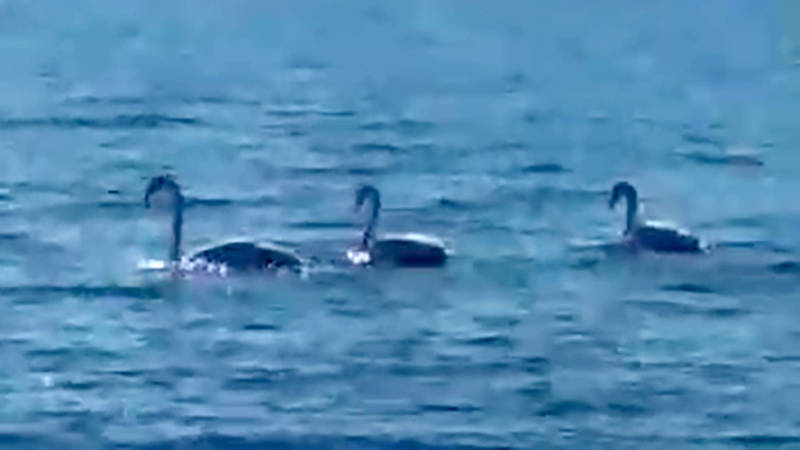 Лебеди прилетели на пляж в Бостери. Видео