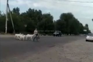 Видео — Умные козы в селе Покровка переходят улицу на светофоре