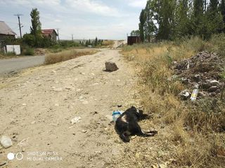 Сотрудники «Тазалыка» уберут труп собаки в жилмассиве Арча-Бешик
