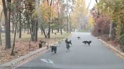 Стая бродячих собак в районе «Космоса» в Бишкеке. Видео горожанина