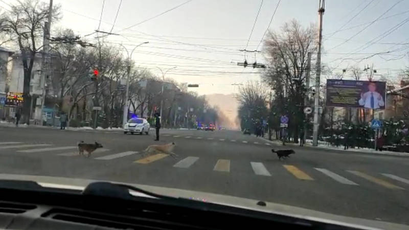 Собаки выскочили на дорогу перед кортежем Садыра Жапарова. Видео