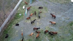 На детской площадке в Асанбае пасется табун лошадей. Видео