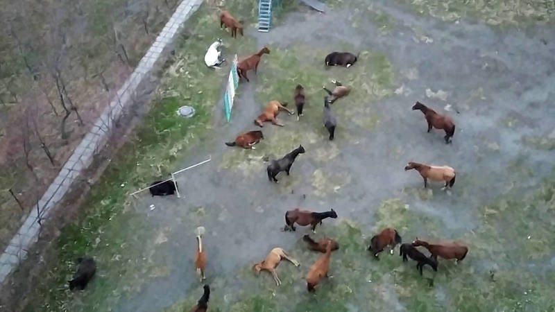 На детской площадке в Асанбае пасется табун лошадей. Видео