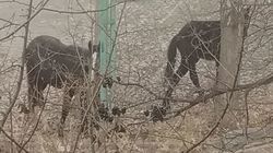 В Асанбае лошади снова забрели во двор жилого дома. Фото