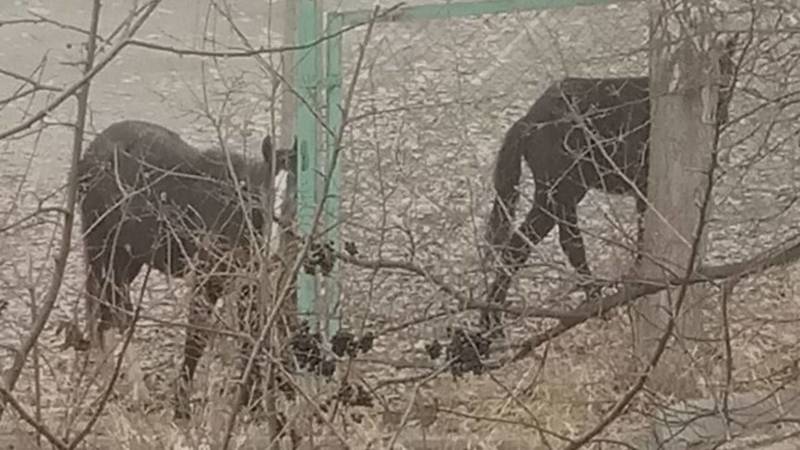 В Асанбае лошади снова забрели во двор жилого дома. Фото