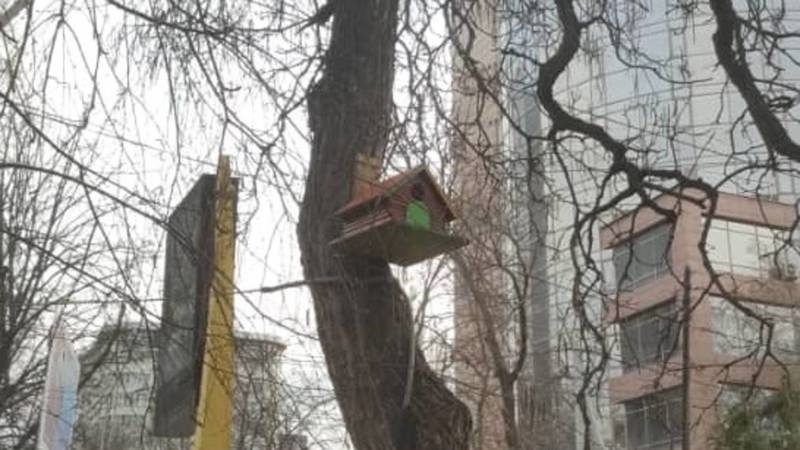 На Московской возле кафе «Навигатор» скворечники прибиты к деревьям. Фото горожанина