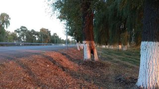 Сотрудники Атбашинского айыл окмоту проверили дерево в аварийном состоянии на участке автотрассы в селе Достук