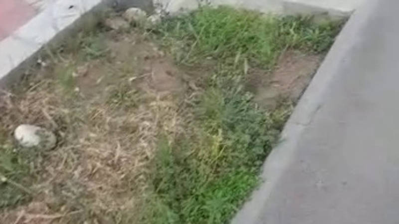 УВД Октябрьского района уничтожило коноплю возле пункта милиции. Видео